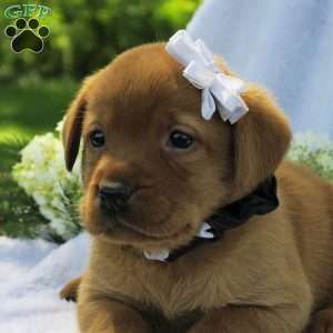 Misty Dawn, Fox Red Labrador Retriever Puppy